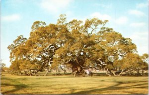 Postcard  - Locke Breaux Live Oak tree on River Road, Taft, Louisiana