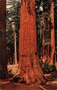 The Sequoia Gigantea Yosemite National Park CA