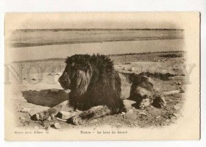 264957 Algeria BISKRA Desert LION Vintage MAURE postcard