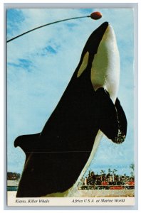 Africa USA Marine World Redwood City CA Postcard Kianu Killer Whale Orca