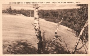 Vintage Postcard Showing Section Of Forest Being Buried By Sand Freeport Maine