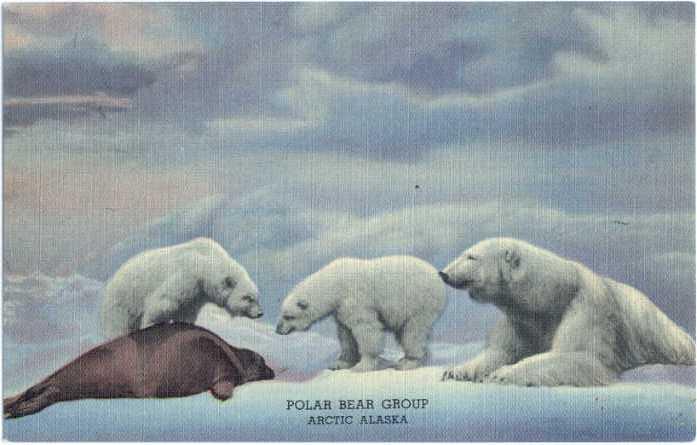 Linen of Polar Bear Group in The Denver Museum Colorado CO