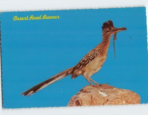 Postcard The Desert Road Runner, New Mexico