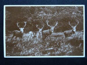 Scotland STAGS / DEER IN DEESIDE c1951 RP Postcard by J.B. White