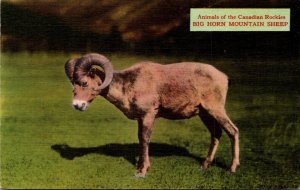 Sheep Animals Of The Canadian Rockies Big Horn Mountain Sheep
