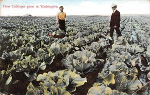 Cabbages Washington, USA Fruit Assorted 1909 