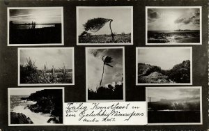 aruba, N.W.I., Wind Tree, Cactus, Christmas Multiview RPPC Postcard