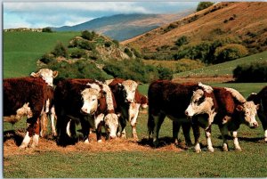 Cattle Grazing New Zealand Postcard