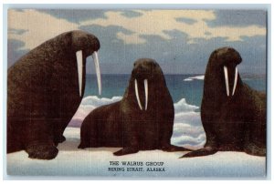 c1940's The Walrus Group Large Mammals Pinniped Bering Strait Alaska AL Postcard 