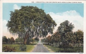 Florida Trees Beautiful Live Oak Draped With Moss Along A Florida Road 1937 C...