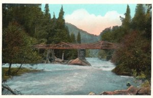Vintage Postcard River Bridge Forest Trees Water Scenic Beauty Pacific Novelty