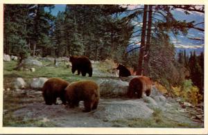 Mother Bear With Cubs Canadian Rockies 1954