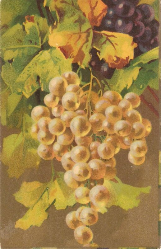 Fruits. Bunch of Grapes Nice old vintage Italian artist postcard