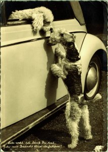 RPPC Dogs Kissing Old Car Farewell I Remain True German Real Photo Postcard