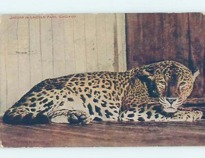 Divided-Back ZOO SCENE Chicago Illinois IL AG1982