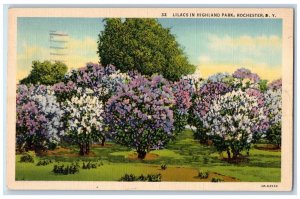 1940 Lilacs Highland Park Flower Garden Plants Field Rochester New York Postcard 