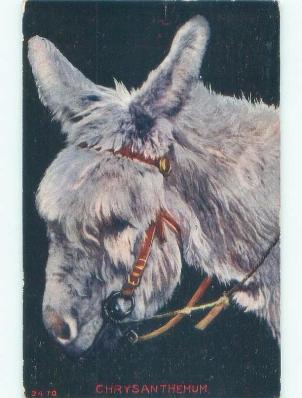 D-back BURRO DONKEY MULE NAMED CHRYSANTHEMUM Colorado Springs postmark CO E6674