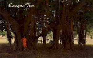 Banyan Tree, Lahaina - Maui, Hawaii HI