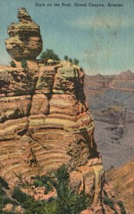 Vintage Postcard Duck On The Rock Strange Rock Formation Grand Canyon Arizona AZ