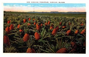 Postcard NATURE SCENE Honolulu Hawaii HI AP4754