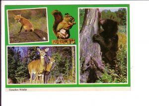 Wildlife, Canadian Woods, Squirrel, Fox, Bear,