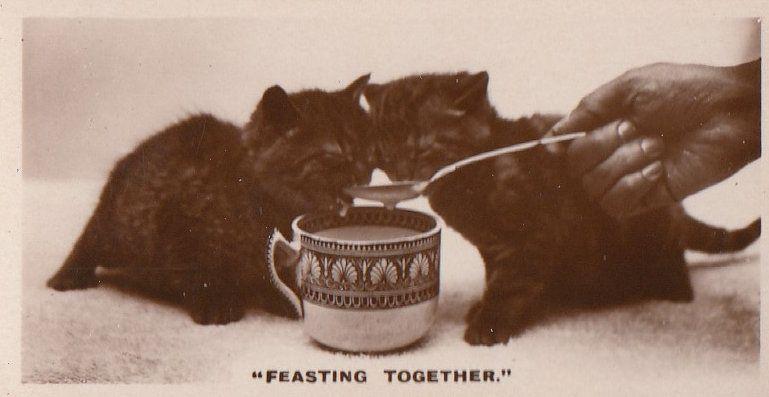 Cats Being Spoonfed German Old Real Photo Cat Feast Cigarette Card