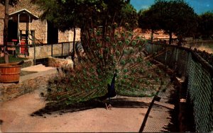 Birds Beautiful Peacock San Antonio Zoo & Aquarium Texas