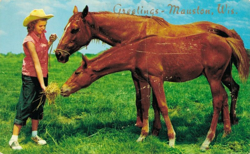 USA Greetings Mauston Wisconsin Horse Vintage Postcard 07.91