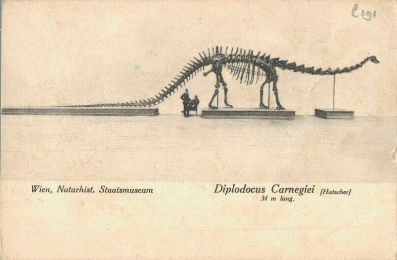 Diplodocus Carnegii Fossil Dinosaur Wien Vienna Postcard 06.41