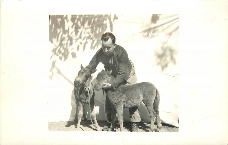 Postcard RPPC Arizona Grand Canyon Little Horses 1940s 23-10331