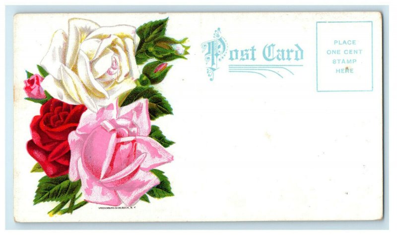 c1910s Rose Flower, Franklin Davis Nursery Co. Baltimore MD Advertising Postcard 