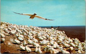 Canada Quebec Oerce Bonaventure Island Gannets Nesting On Bird Sanctuary