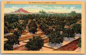 Tucson Arizona 1940s Postcard Orange Grove