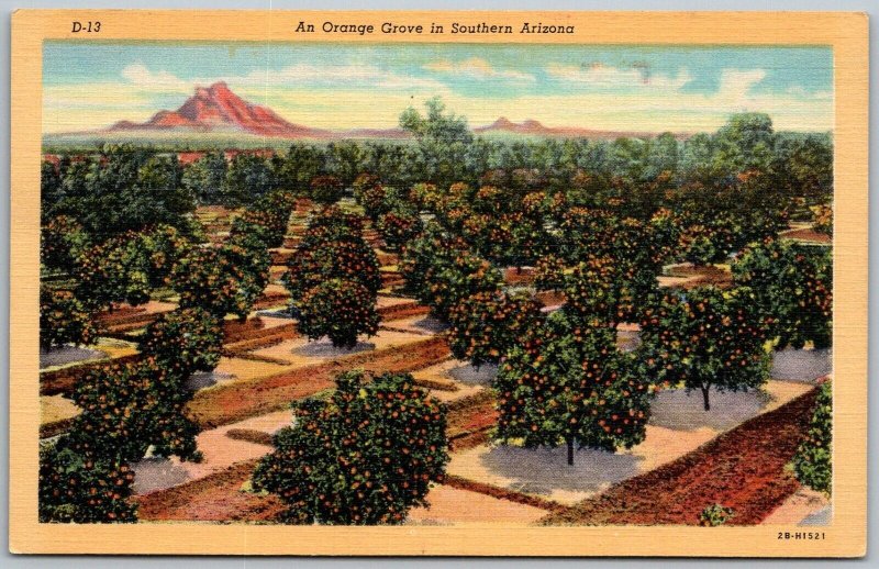Tucson Arizona 1940s Postcard Orange Grove