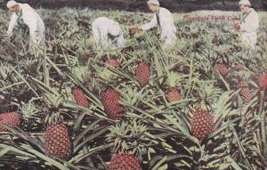 Typical Pineapple Field Cuba