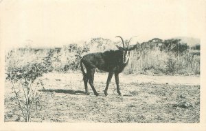 Sable Antelope Postcard B&W Litho Postcard Unused