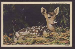 White Tailed Spotted Fawn Postcard 