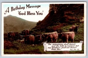 Birthday Message God Bless You Isaiah 54.10 Longhorn Cattle Real Photo Postcard