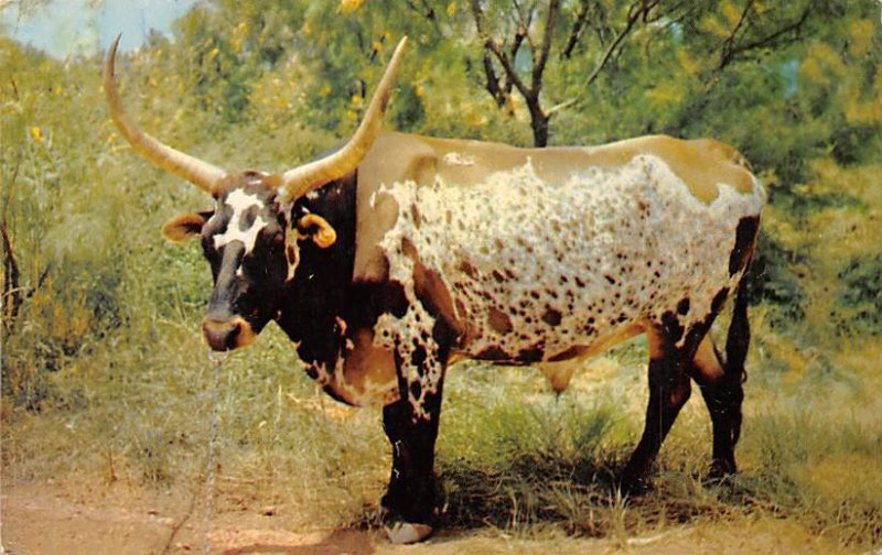 Texas Longhorn, Steer Longhorn Steer Bull Unused 