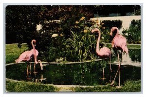 Flamingoes at Lambert Gardens Portland Oregon OR UNP Chrome Postcard P17