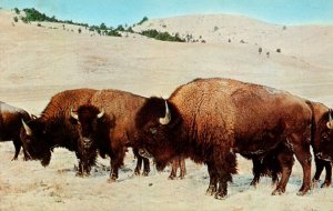 Buffalo Herd In Winter Black Hills South Dakota