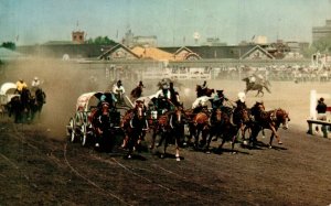 Canada Chuckwagon Races The Calgary Horse Racing Alberta Chrome Postcard 08.52