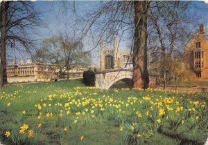 uk46204 daffodil time kings college cambridge  uk