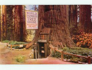  Laytonville CA World Famous Tree House Believe it or not Sequo  Postcard # 7574