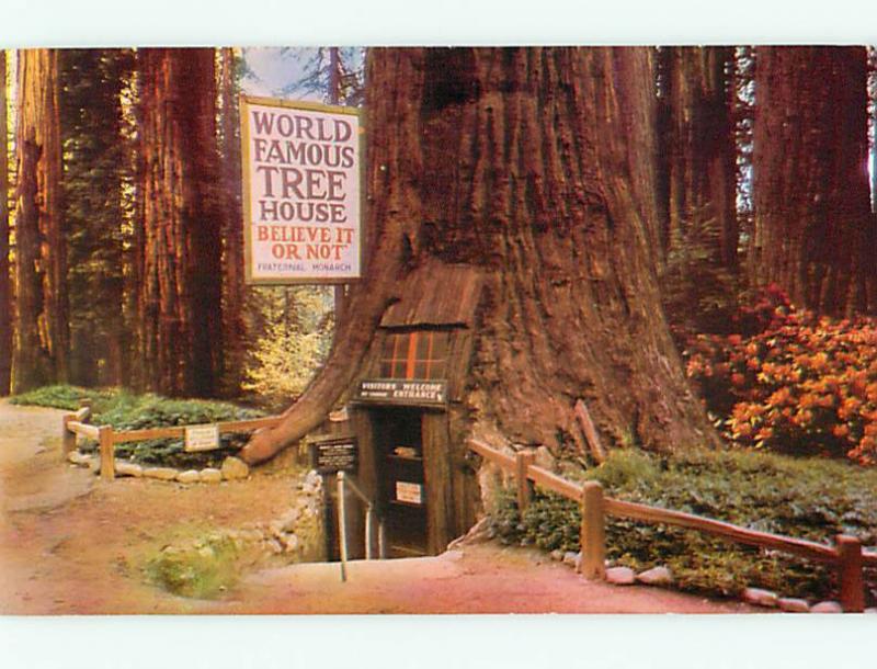  Laytonville CA World Famous Tree House Believe it or not Sequo  Postcard # 7574