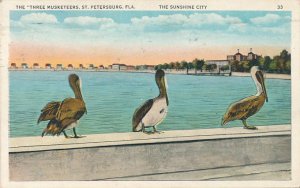 Three Musketeers Pelicans at St Petersburg FL Florida Sunshine City pm 1933 WB