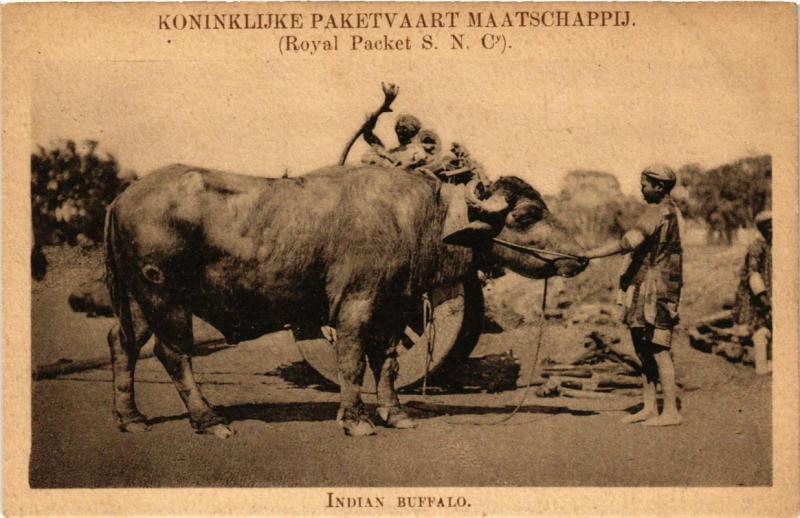 INDONESIA PC DUTCH INDIES - Indian Buffalo (a1748)