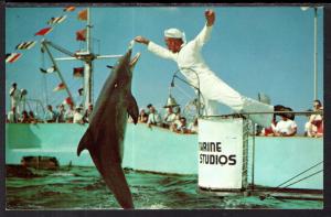 Hand Feeding Porpoises,Marineland,FL