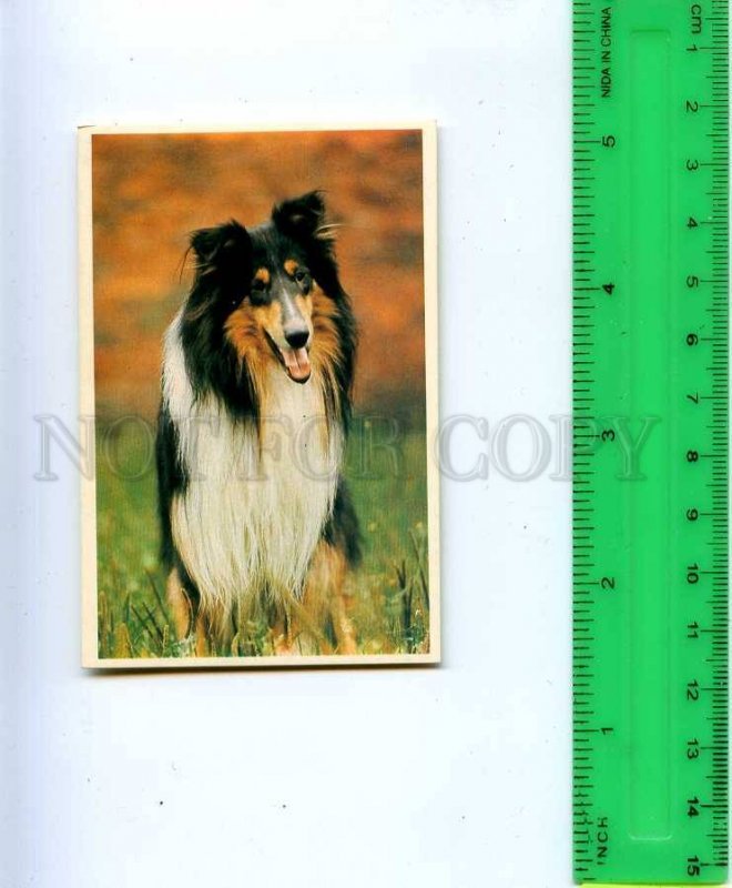 188944 RUSSIA collie dog Old CALENDAR 1992 year