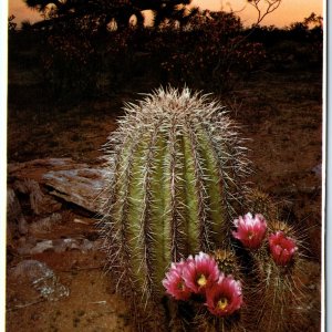 c1970s Pub Phoenix, AZ Sunset Joshua Tree Hedgehog Cactus 4x6 PC Petroff M9